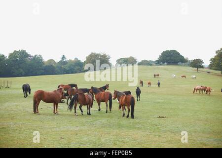 Große Gruppe der Bucht Pferde im Feld Stockfoto