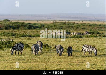 Gemeinsamen Zebras (Equus Quagga), Amboseli Nationalpark, Kenia, Afrika Stockfoto