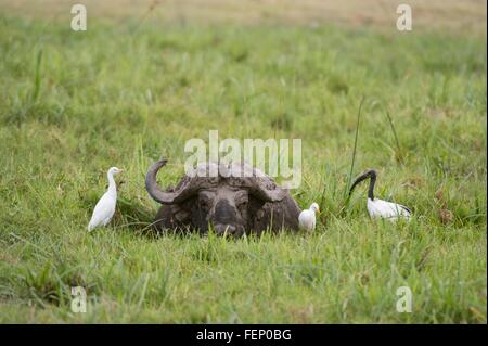 Kaffernbüffel (Syncerus Caffer), Amboseli Nationalpark, Kenia, Afrika Stockfoto