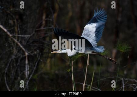 Graue Reiher (Ardea Cinerea), Lake Naivasha, Kenia, Afrika Stockfoto