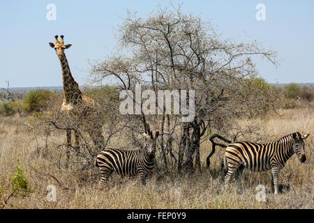 Giraffe und Zebra, Krüger Nationalpark, Südafrika Stockfoto