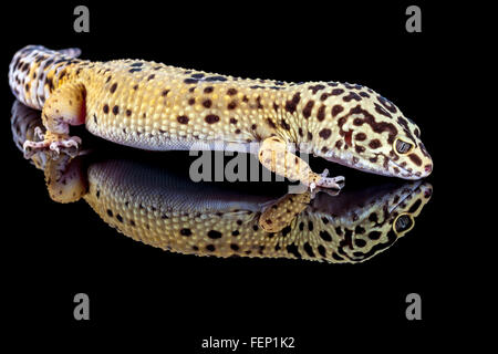 Leopardgecko, Eublepharis Macularius. Stockfoto