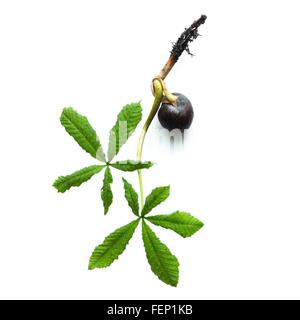 Rosskastanie, Saatgut und neue Blätter sprießen Stockfoto