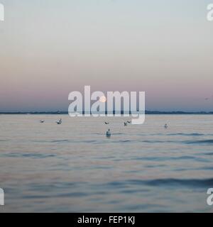 Vollmond über Meer und Horizont in der Abenddämmerung, Humlebaek, Dänemark Stockfoto