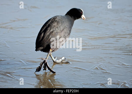 Blässhuhn (Fulcia Atra) behutsam zu Fuß auf dem Eis am Warnham Nature Reserve Stockfoto