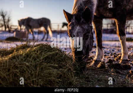 Wilden Mustangs, die vom Bureau of Land Management übernommen ernähren sich von Heu in ihrer neuen Heimat. Die Pferde werden angenommen, um die Herde zu dünn. Stockfoto