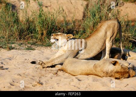 Löwin dehnen, Sabi Sand Game Reserve, Südafrika Stockfoto