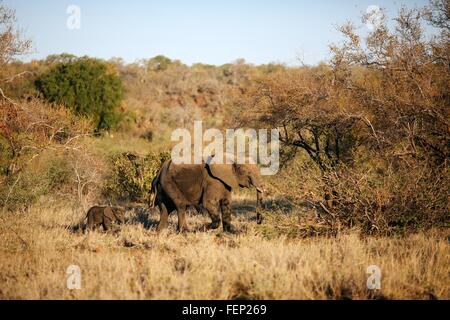 Elefantendame führenden Elefantenbaby durch Busch, Krüger Nationalpark, Südafrika Stockfoto