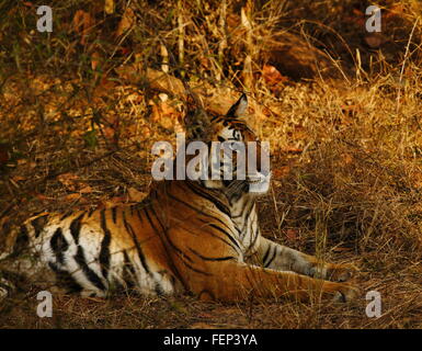 Bengal-Tiger (Panthera Tigris Tigris) Tigerin, Bandhavgargh Nationalpark Indien Bezirk Umariah, Tala, Madhya Pradesh Stockfoto