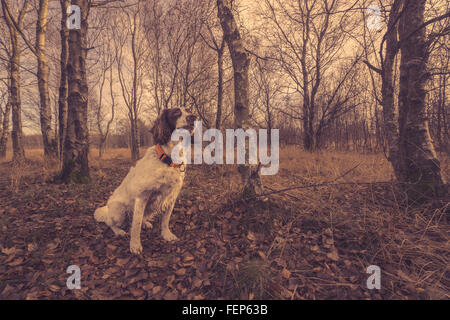 Hundesitting in den Wald im Herbst Stockfoto
