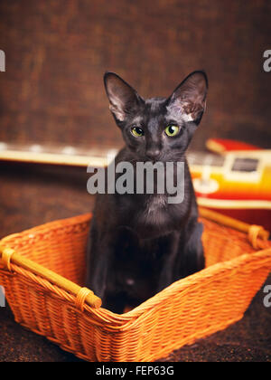 schwarzen orientalisch Kurzhaarkatze sitzt im Holz Korb Stockfoto