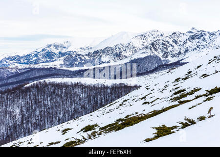 Balkan-Gebirge ist im Winter mit Schnee bedeckt. Wälder mit bläulichen Bäume. Stockfoto