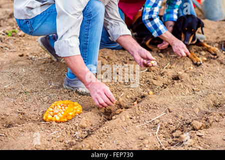 Nahaufnahme von unkenntlich älteres paar Pflanzen der Zwiebeln in Zeile Stockfoto