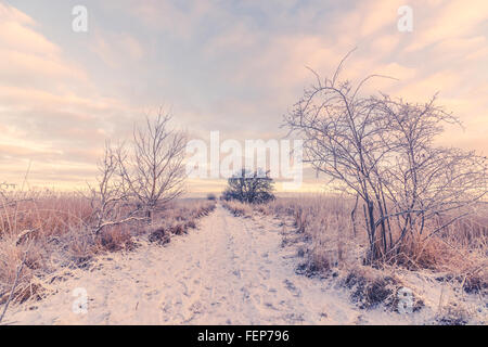 Verschneite Winterlandschaft mit einem Pfad am Morgen Stockfoto