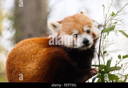 Cute Red Panda (Ailurus Fulgens) Essen Bambus Stockfoto