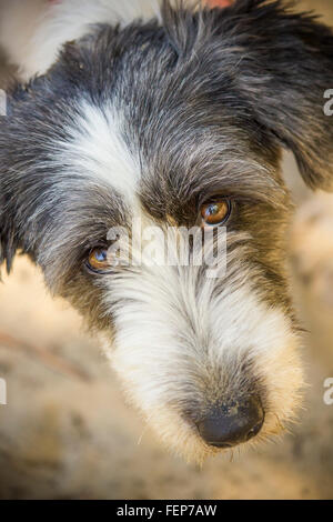 Nahaufnahme eines schwarzen und weißen Welpen Kamera mit braunen Augen blickte Stockfoto