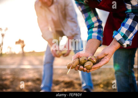 Nahaufnahme der Hände des Paares Pflanzen Kartoffeln in Boden Stockfoto