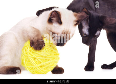 Orientalisch Kurzhaar und thai Katzen spielen mit wollenen Ball, isoliert auf weiss Stockfoto