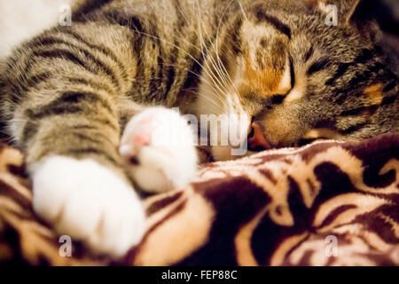 Nahaufnahme einer Tabby Calico Katze mit weißen Pfoten auf einer weichen fuzzy braun und Beige Decke schlafen Stockfoto