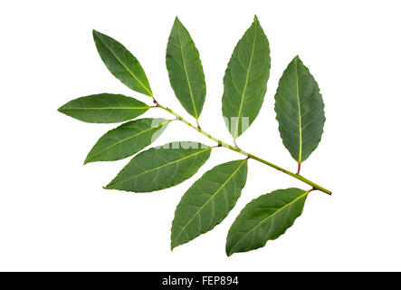 Zweig frische Lorbeerblätter, Laurus Nobilis oder Lorbeer Blätter. Stockfoto