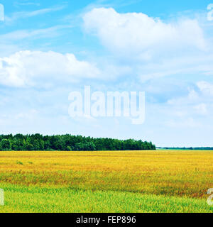 nature rural landscape at sunny summer day Stockfoto