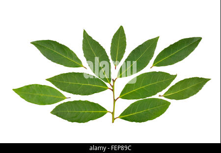 Zweig frische Lorbeerblätter, Laurus Nobilis oder Lorbeer Blätter. Stockfoto