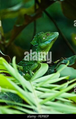 Seitenansicht des gefiederten oder doppelte crested Basilisk (Basiliskos Plumifrons) im Regenwald wegsehen, Costa Rica Stockfoto