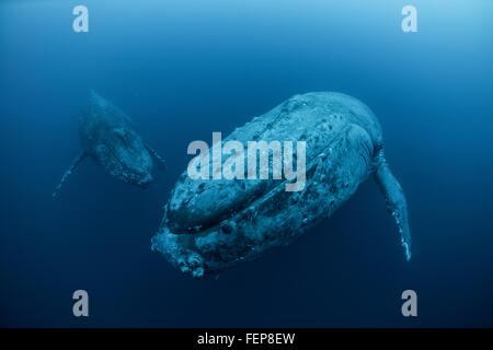 Unterwasser-Blick von Buckelwalen, Revillagigedo-Inseln, Colima, Mexiko Stockfoto