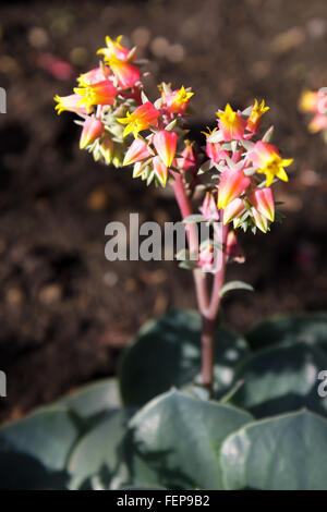 Echeveria Sukkulente Blumen Stockfoto