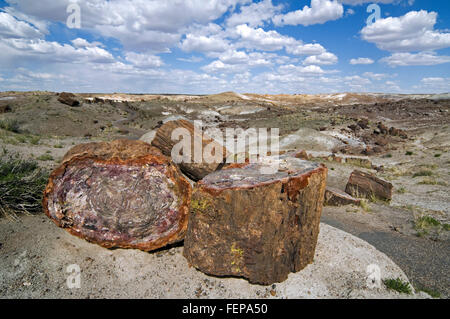 Querschnitt von versteinertem Holz zeigt Kristallmuster, Painted Desert und Petrified Forest National Park, Arizona, USA Stockfoto