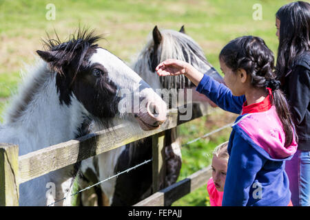 Zwei junge Mädchen streicheln die Pferde Maulkörbe über einen Zaun in ein Feld von Pferden Stockfoto