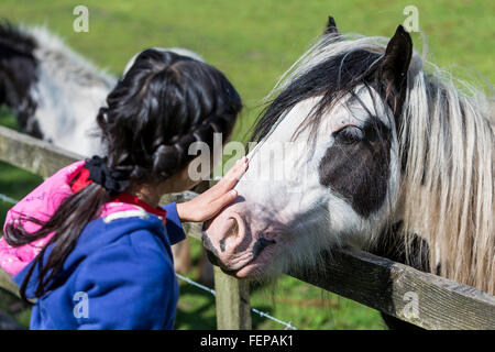 Junges Mädchen streichelt ein Pferd Schnauze über einen Zaun in ein Feld von Pferden Stockfoto