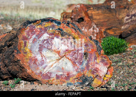 Querschnitt von versteinertem Holz zeigt Kristallmuster, Painted Desert und Petrified Forest National Park, Arizona, USA Stockfoto