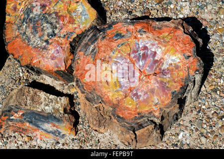 Querschnitt von versteinertem Holz zeigt Kristallmuster, Painted Desert und Petrified Forest National Park, Arizona, USA Stockfoto