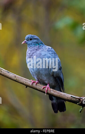 Hohltaube (Columba Oenas) thront auf Ast im Baum Stockfoto