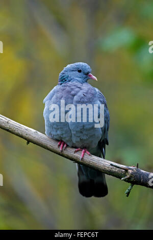 Hohltaube (Columba Oenas) thront auf Ast im Baum Stockfoto