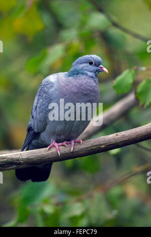 Hohltaube (Columba Oenas) thront auf Ast im Baum Stockfoto