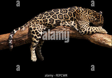 ein afrikanischer Leopard nimmt Asnooze / schlafen / schlafen in der Nachmittagssonne. Isoliert auf schwarz. Stockfoto