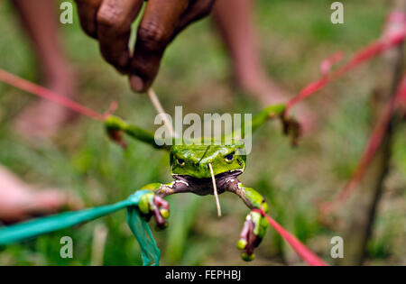 Gewinnung von Kambo der Frosch vergiften, mächtigen Amazonas Medizin, Iquitos, Peru Stockfoto