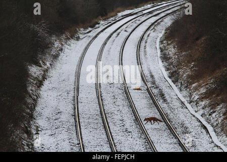 Fuchs, überqueren eine Eisenbahnlinie von Schnee bedeckt. Stockfoto