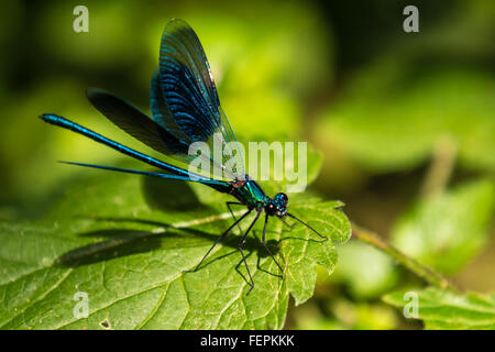 Eine blaue Damselfly sitzt auf einem Blatt Stockfoto