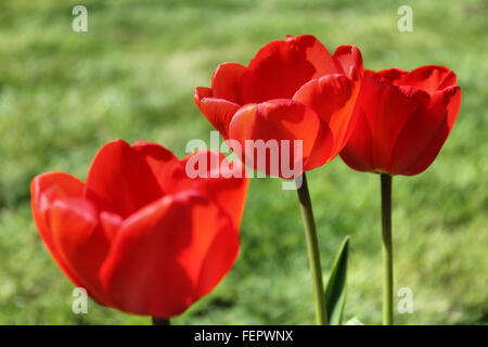 Drei rote Tulpen Stockfoto
