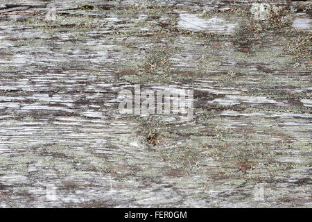 Im Alter von natürlichen grauen Holz Hintergrund Stockfoto