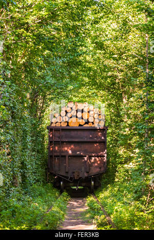 Güterzug mit Holz durchläuft einen natürlichen Tunnel genannt "Tunnel of Love" in Klevan, Region Rovno, Ukraine Stockfoto