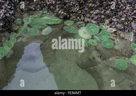 Widerspiegelnder Teich mit grünen Anemonen, Chesterman Beach, Tofino, Britisch-Kolumbien Stockfoto