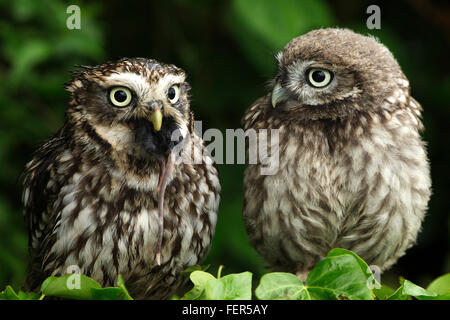 Lustige Tier Foto von einem Steinkauz (Athene Noctua) gerade ein anderer mit einem Nagetier in sein Maul gestopft Stockfoto