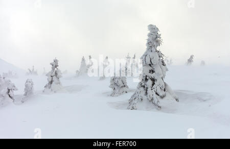 Frisch gefallener Schnee bedeckt die Äste der Bäume. Schnee-Sturm Bäume im Wald mit dicken Beschichtung von schweren Eis und Schnee links Stockfoto