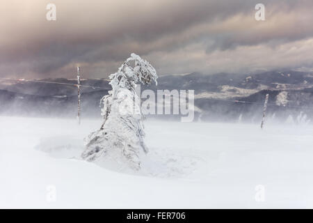 Frisch gefallener Schnee bedeckt die Äste der Bäume. Schnee-Sturm Bäume im Wald mit dicken Beschichtung von schweren Eis und Schnee links Stockfoto