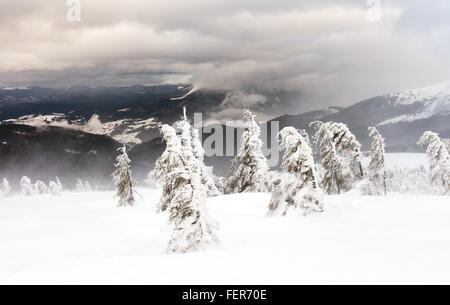 Frisch gefallener Schnee bedeckt die Äste der Bäume. Schnee-Sturm Bäume im Wald mit dicken Beschichtung von schweren Eis und Schnee links Stockfoto