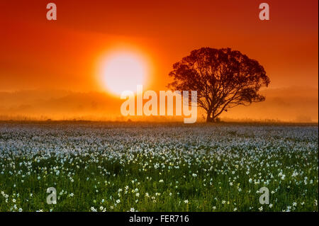 Baum mit Sonne auf dem Gebiet der weißen Blumen, Narzissen - Natur Blumenkarte Stockfoto